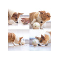 Interactive Pet Toy